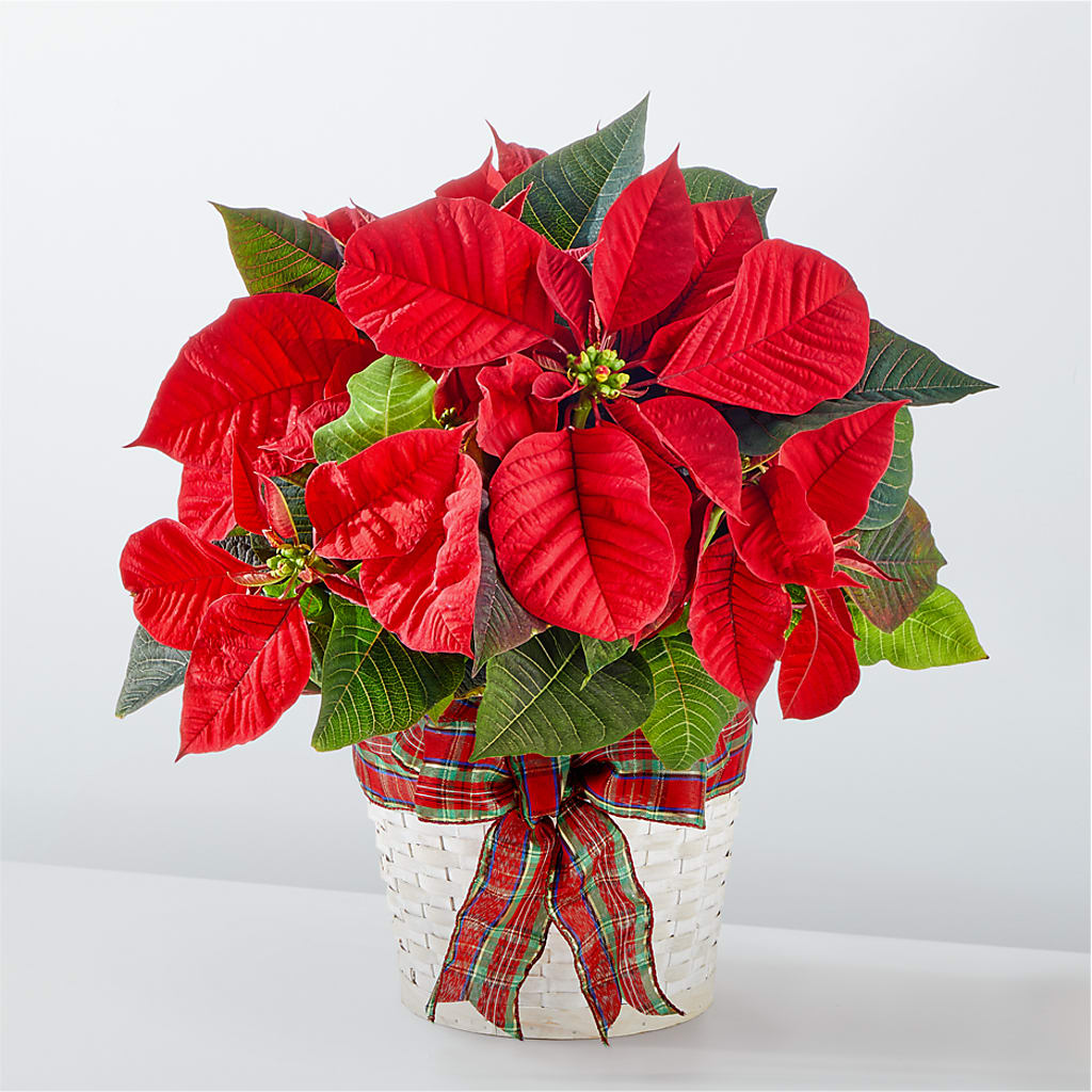 Happiest Holidays Poinsettia – Balloon Creations By Maria And Flower, Wilmington DE