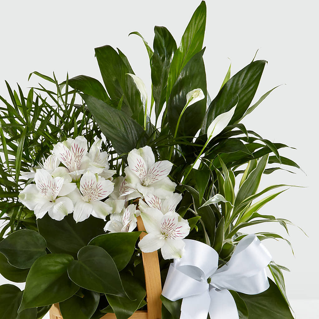 Peace & Serenity Dishgarden – Balloon Creations By Maria And Flower, Wilmington DE