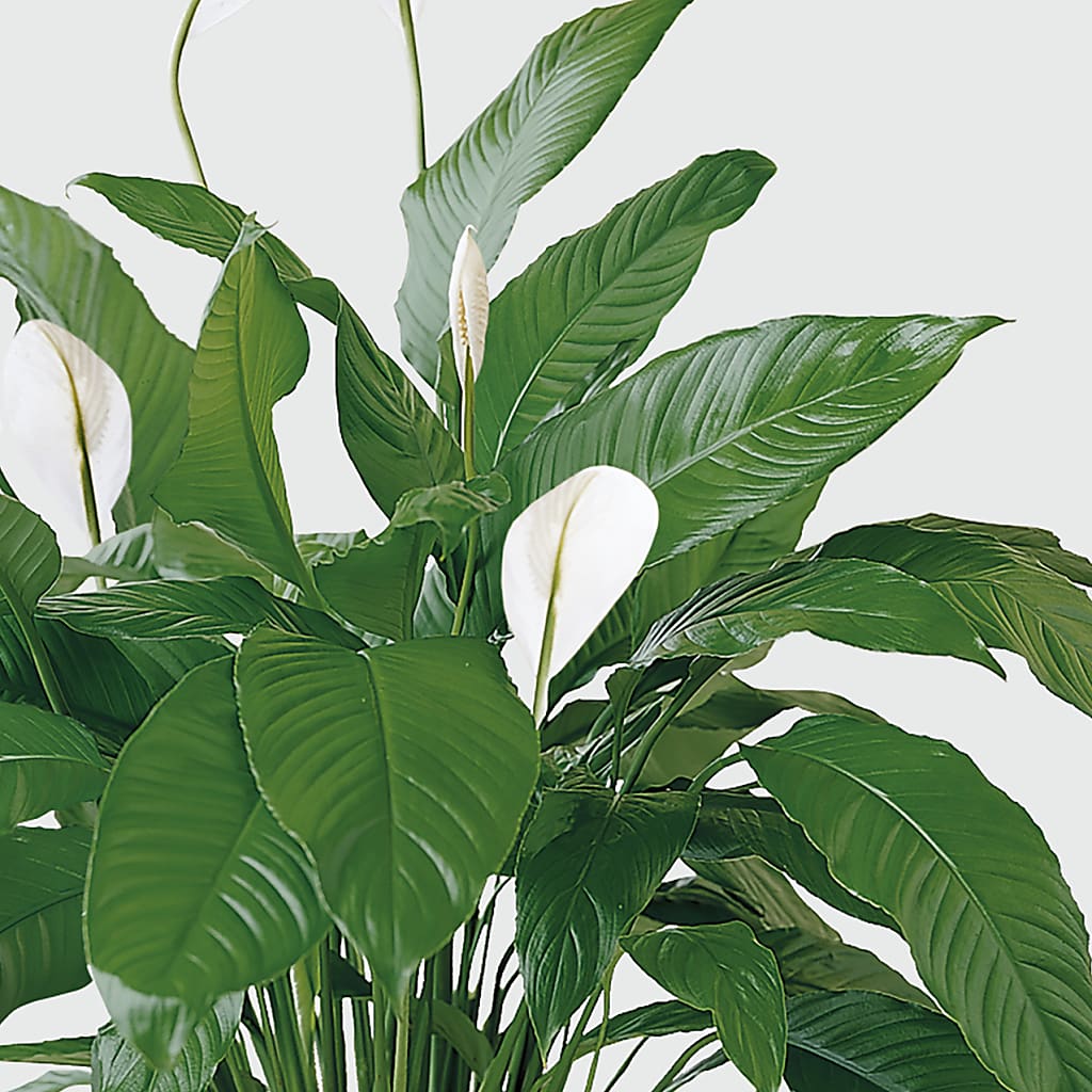 Tranquil Moments Peace Lily Plant – Balloon Creations By Maria And Flower, Wilmington DE
