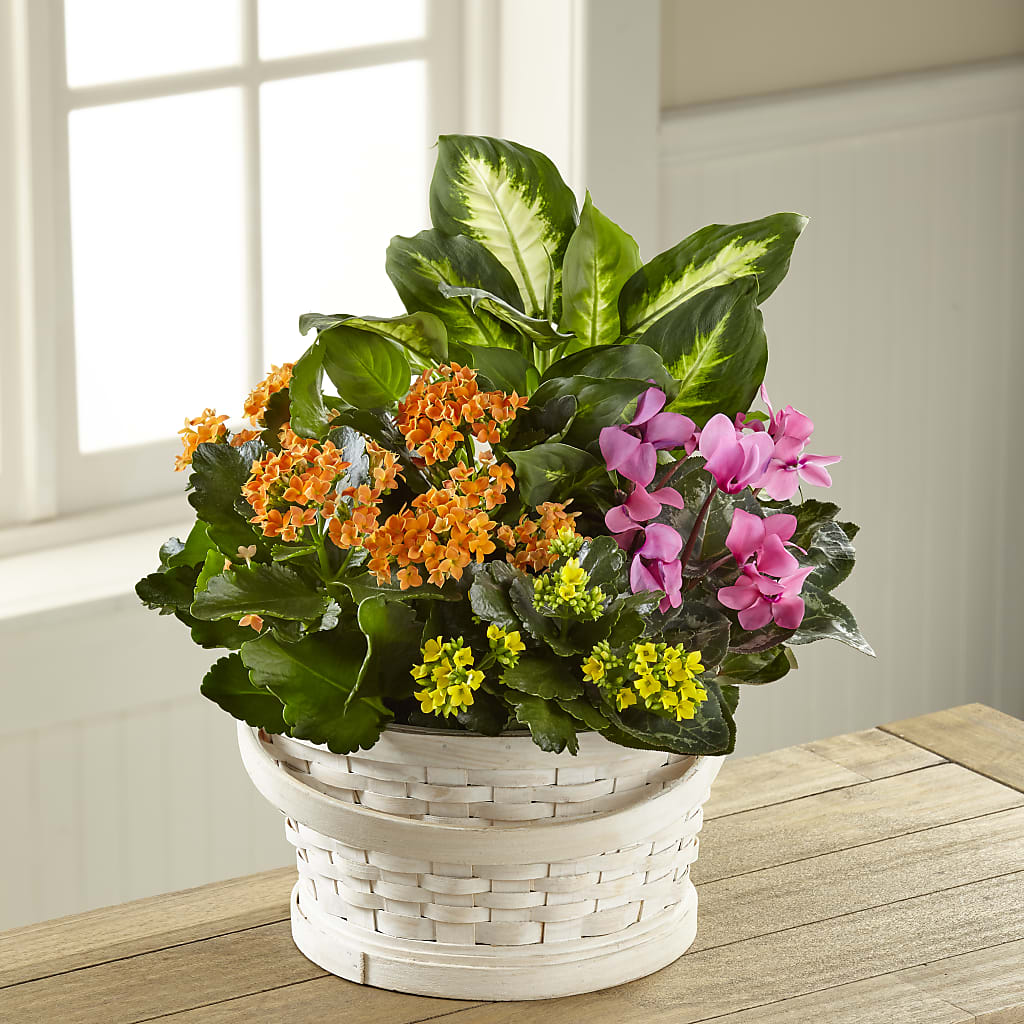 Color Crush Dishgarden – Balloon Creations By Maria And Flower, Wilmington DE