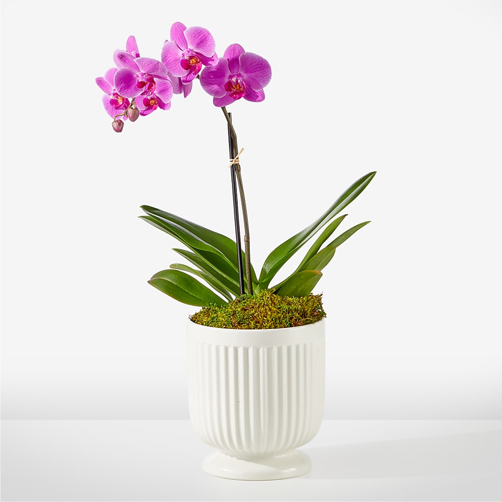 Friendly Fuchsia Orchid – Balloon Creations By Maria And Flower, Wilmington DE