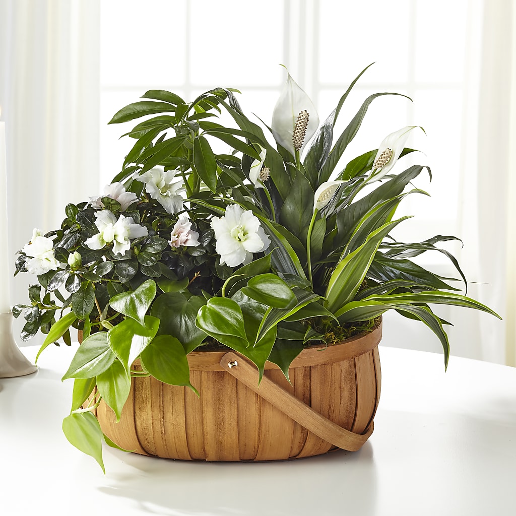 Serene Dishgarden – Balloon Creations By Maria And Flower, Wilmington DE