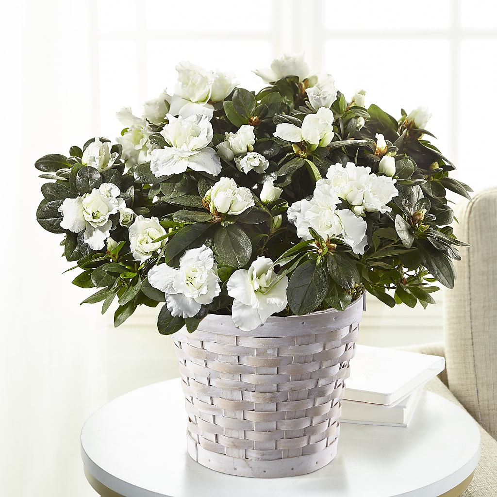 White Azalea Plant – Balloon Creations By Maria And Flower, Wilmington DE