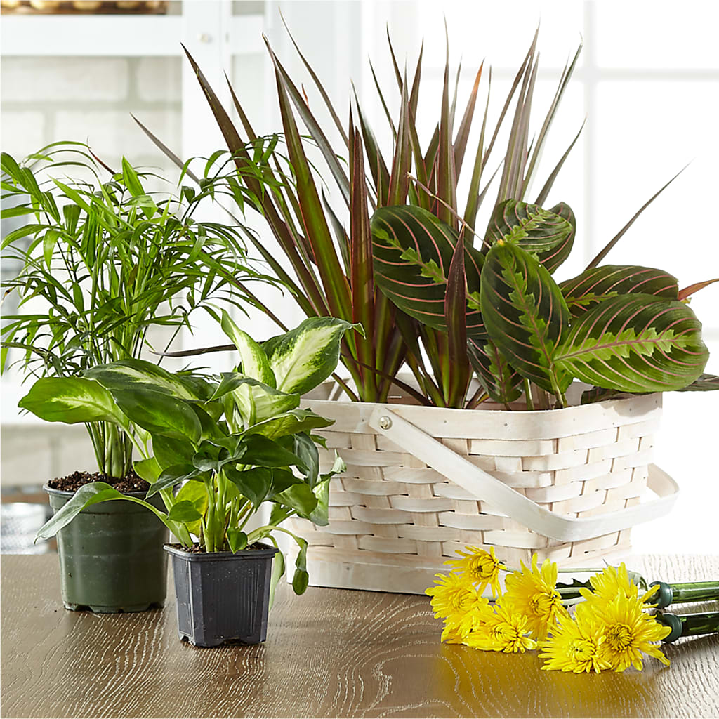 Florist Designed Blooming and Green Plants in a Basket –  Balloon Creations By Maria And Flower, Wilmington DE