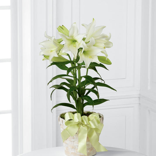 Easter Lily Plant –  Balloon Creations By Maria And Flower, Wilmington DE