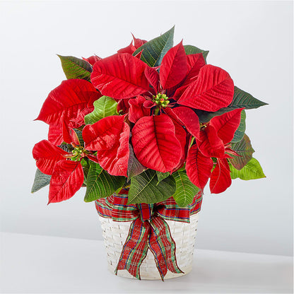Happiest Holidays Poinsettia –  Balloon Creations By Maria And Flower, Wilmington DE