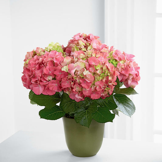 Pink Hydrangea Planter –  Balloon Creations By Maria And Flower, Wilmington DE