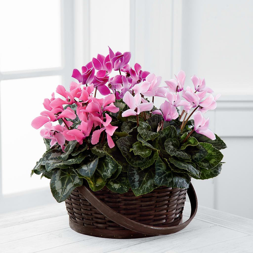 Mixed Cyclamen Planter –  Balloon Creations By Maria And Flower, Wilmington DE
