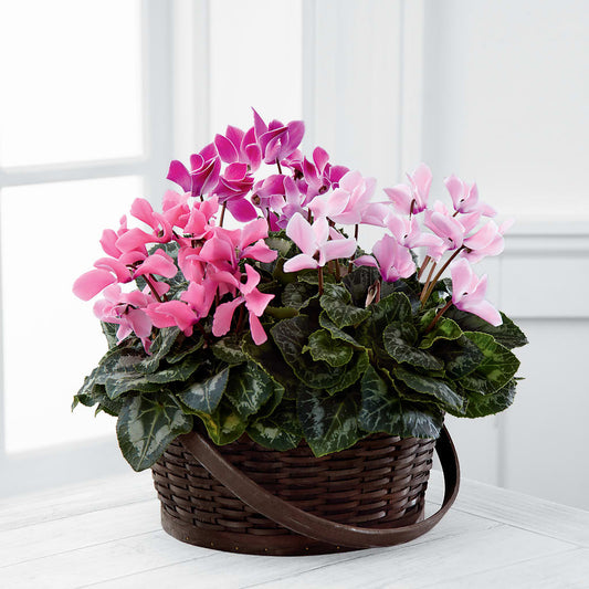 Mixed Cyclamen Planter –  Balloon Creations By Maria And Flower, Wilmington DE