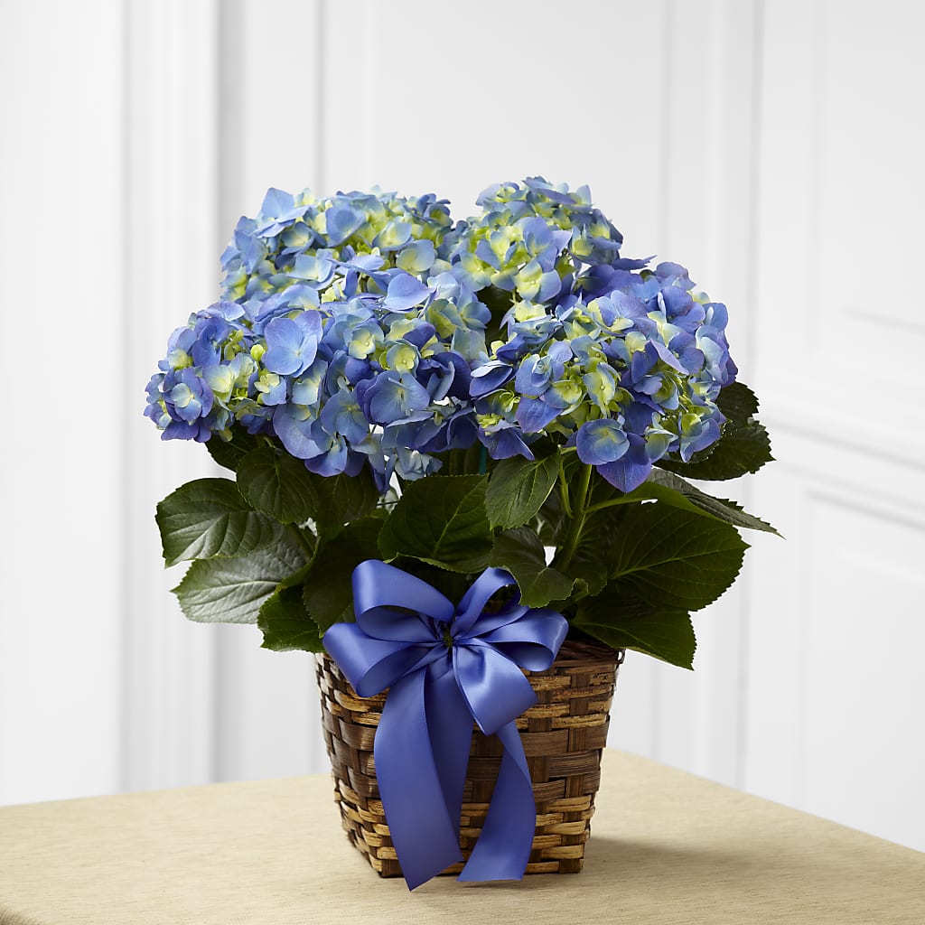 Blue Hydrangea Planter –  Balloon Creations By Maria And Flower, Wilmington DE