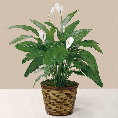 Tranquil Moments Peace Lily Plant –  Balloon Creations By Maria And Flower, Wilmington DE