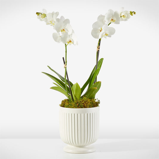 Whispering White Orchid –  Balloon Creations By Maria And Flower, Wilmington DE