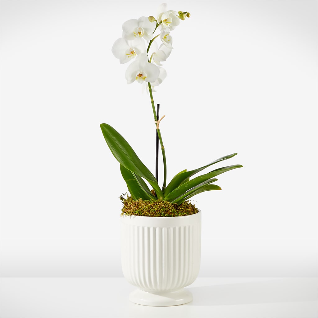Whispering White Orchid –  Balloon Creations By Maria And Flower, Wilmington DE