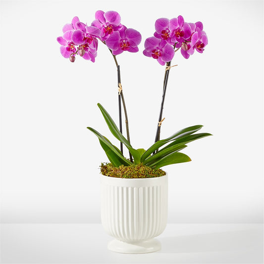 Friendly Fuchsia Orchid –  Balloon Creations By Maria And Flower, Wilmington DE