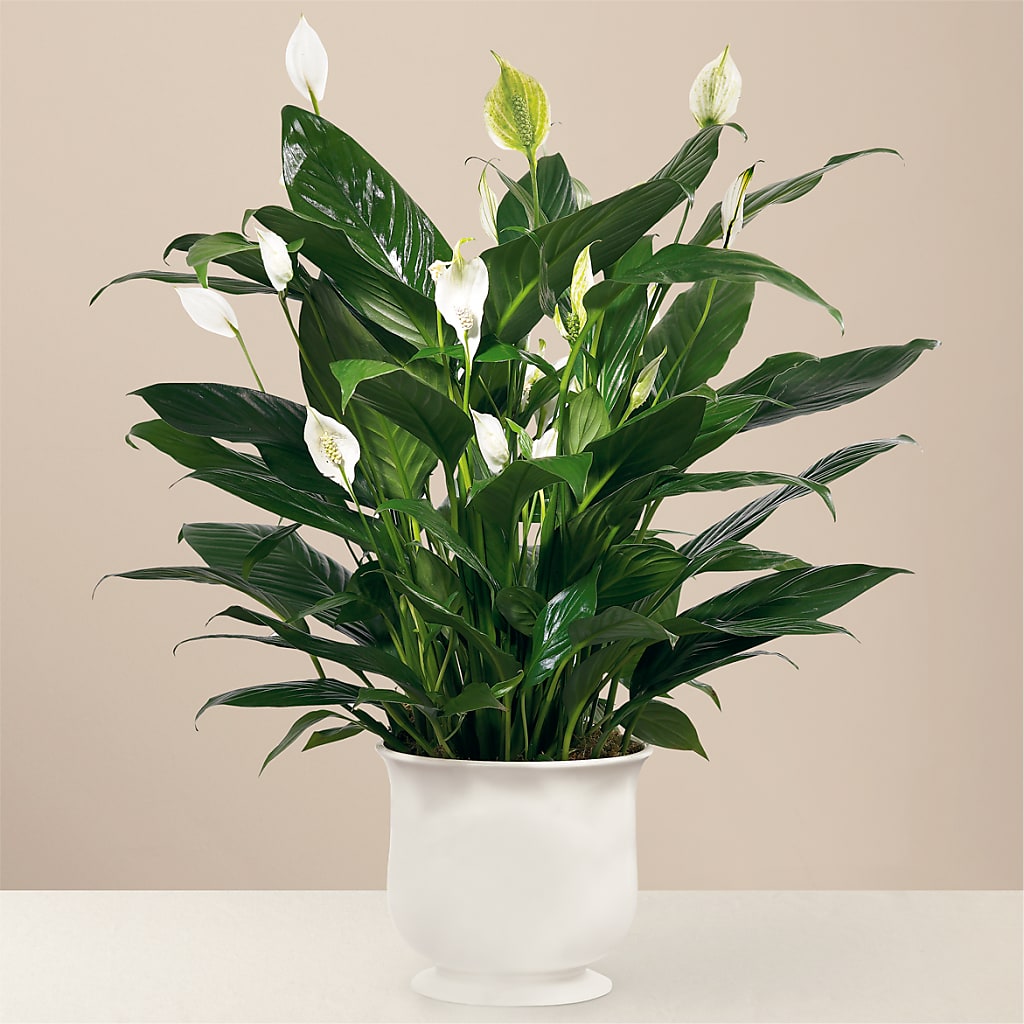 Comfort Planter –  Balloon Creations By Maria And Flower, Wilmington DE