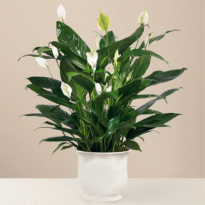 Comfort Planter –  Balloon Creations By Maria And Flower, Wilmington DE