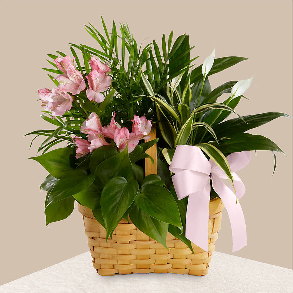 Living Spirit Dishgarden –  Balloon Creations By Maria And Flower, Wilmington DE