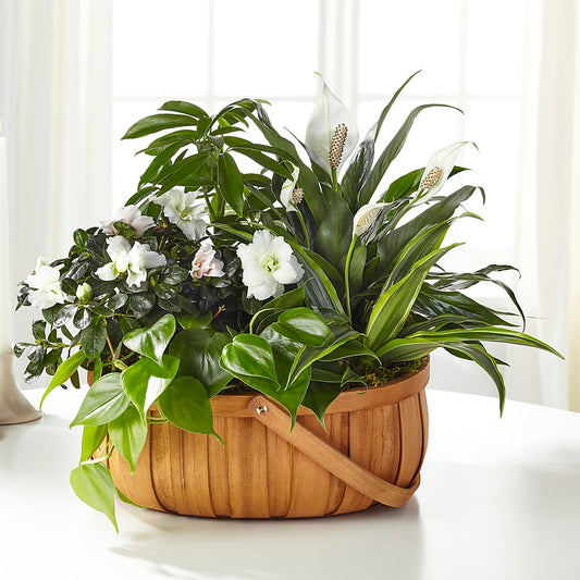 Serene Dishgarden –  Balloon Creations By Maria And Flower, Wilmington DE