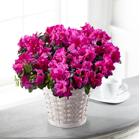 Hope & Serenity Azalea Plant –  Balloon Creations By Maria And Flower, Wilmington DE