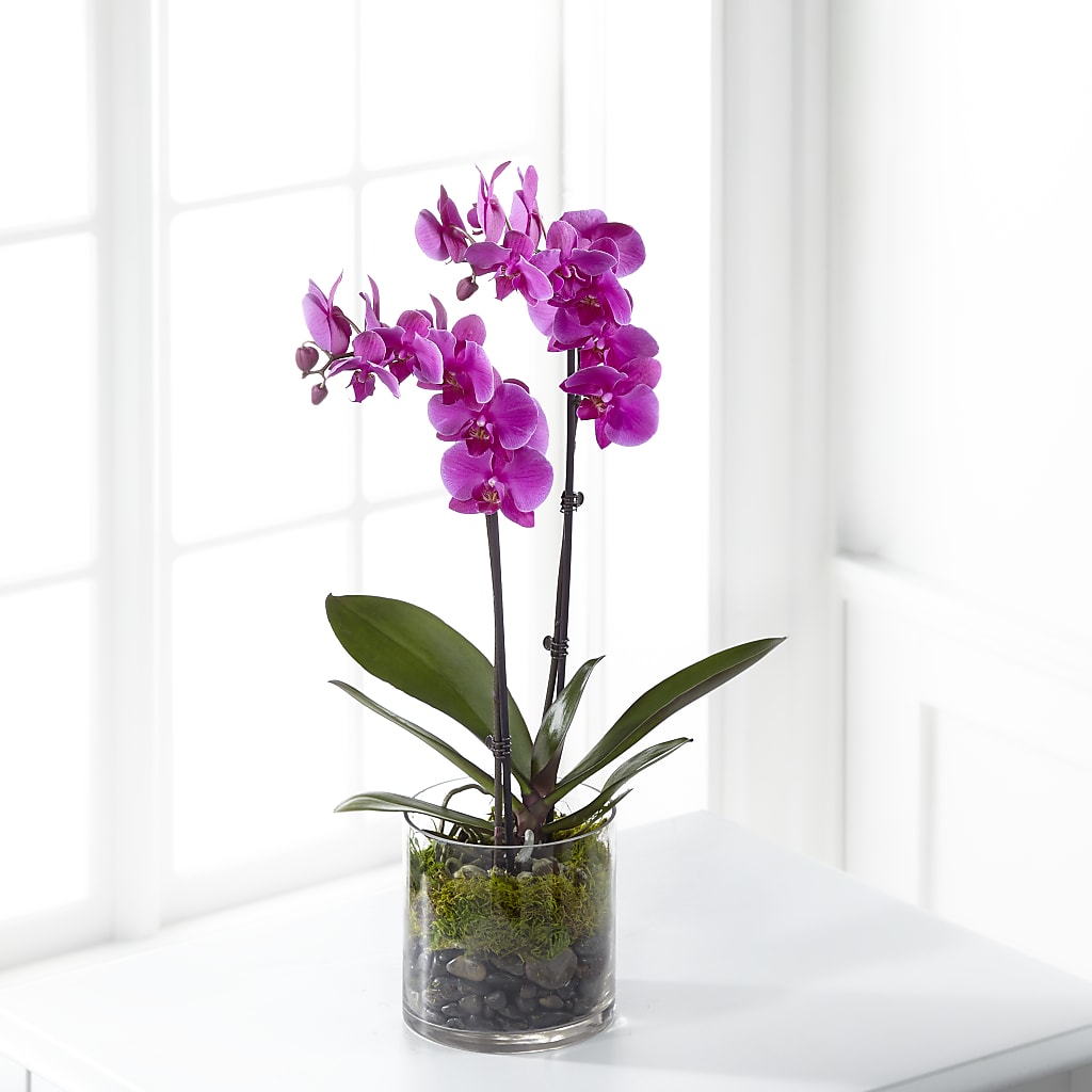 Pink Orchid Plant –  Balloon Creations By Maria And Flower, Wilmington DE