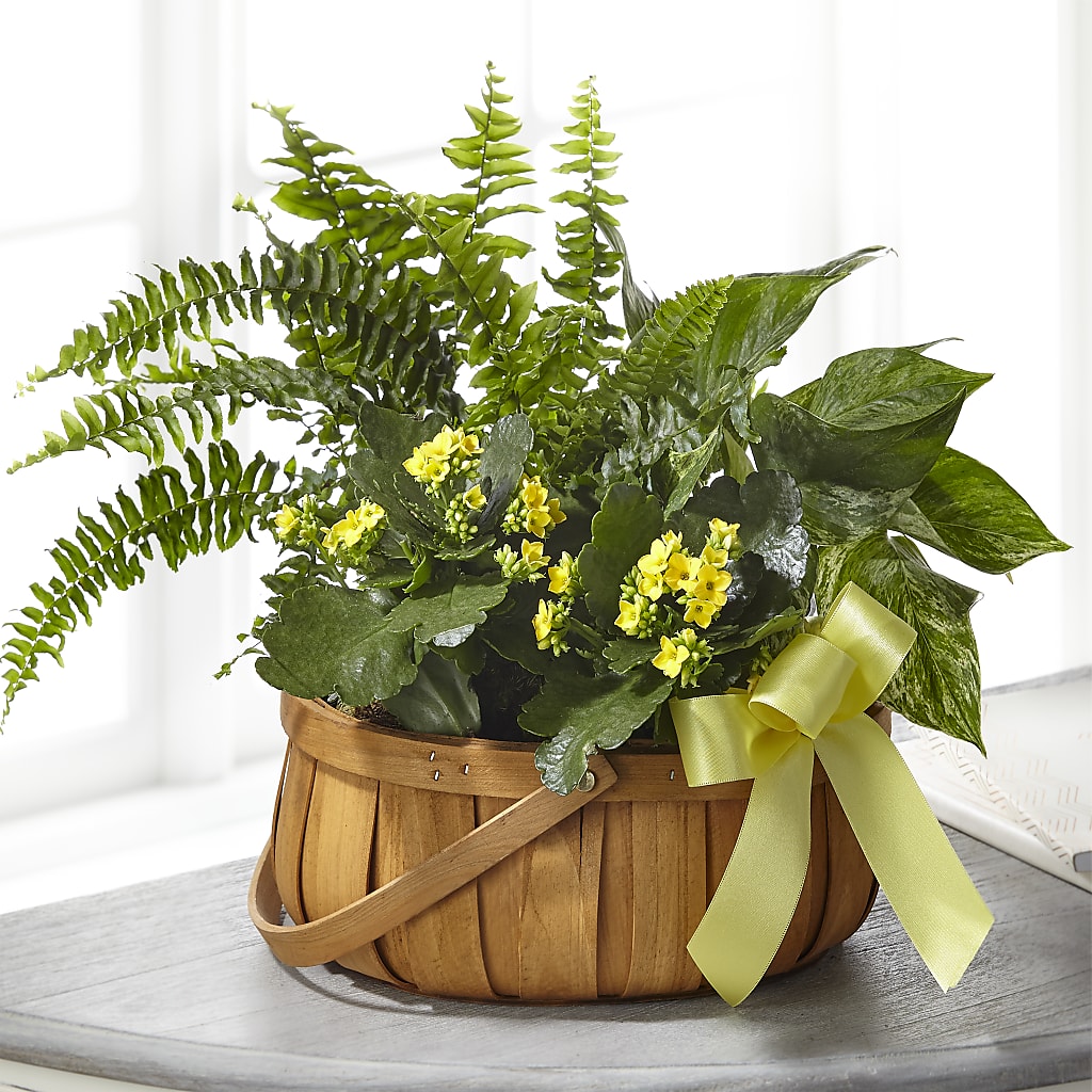 Always Dear Dishgarden –  Balloon Creations By Maria And Flower, Wilmington DE