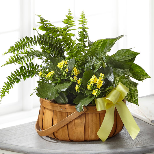 Always Dear Dishgarden –  Balloon Creations By Maria And Flower, Wilmington DE