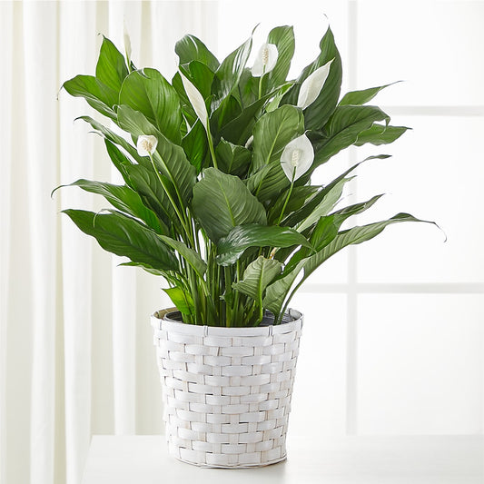 A New Leaf Peace Lily –  Balloon Creations By Maria And Flower, Wilmington DE