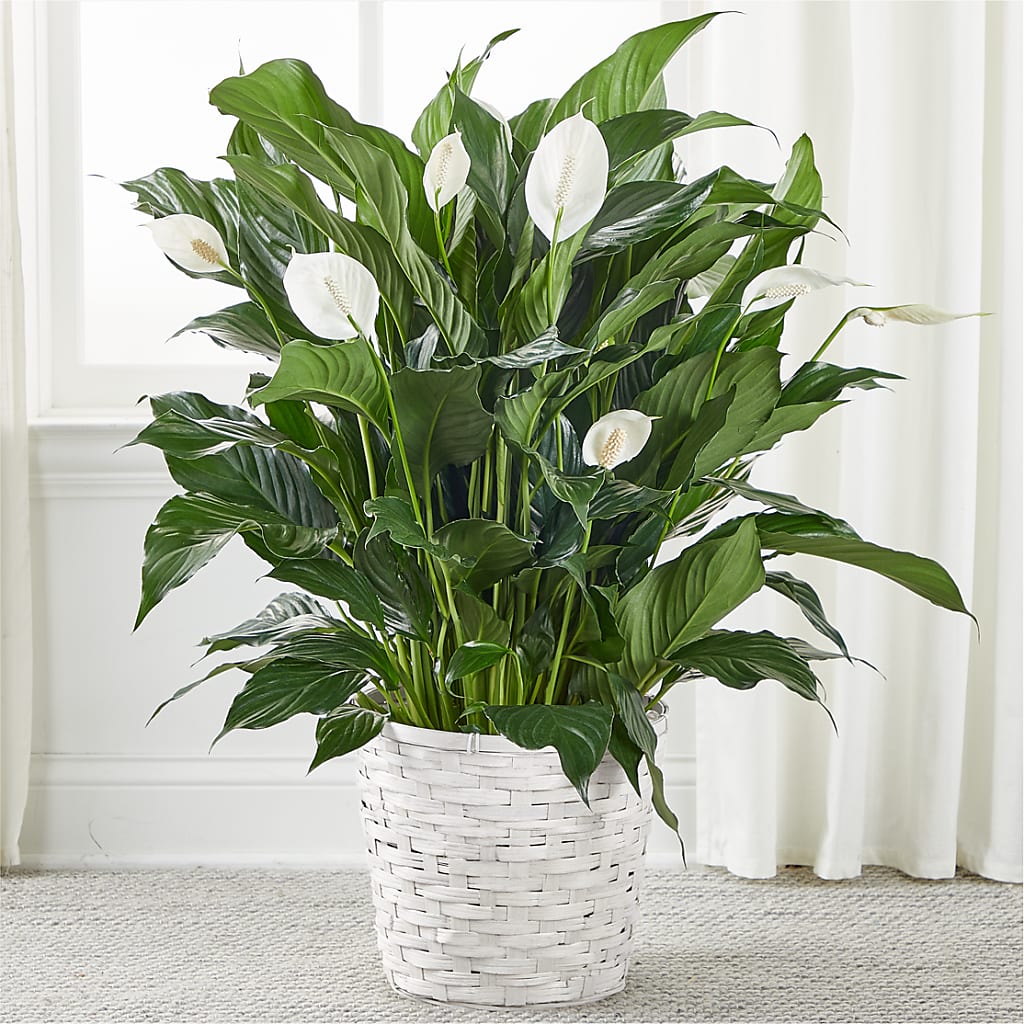 A New Leaf Peace Lily –  Balloon Creations By Maria And Flower, Wilmington DE