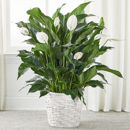 A New Leaf Peace Lily –  Balloon Creations By Maria And Flower, Wilmington DE