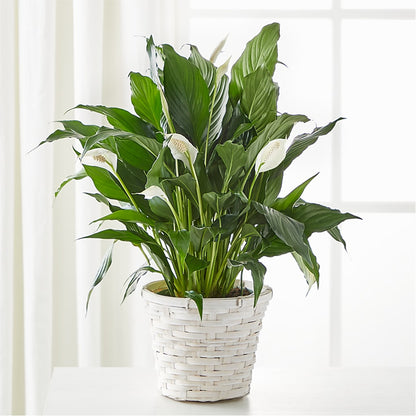 A New Leaf Peace Lily –  Balloon Creations By Maria And Flower, Wilmington DE