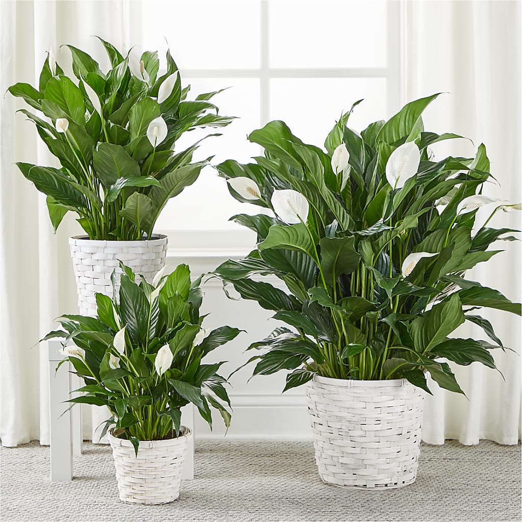 A New Leaf Peace Lily –  Balloon Creations By Maria And Flower, Wilmington DE