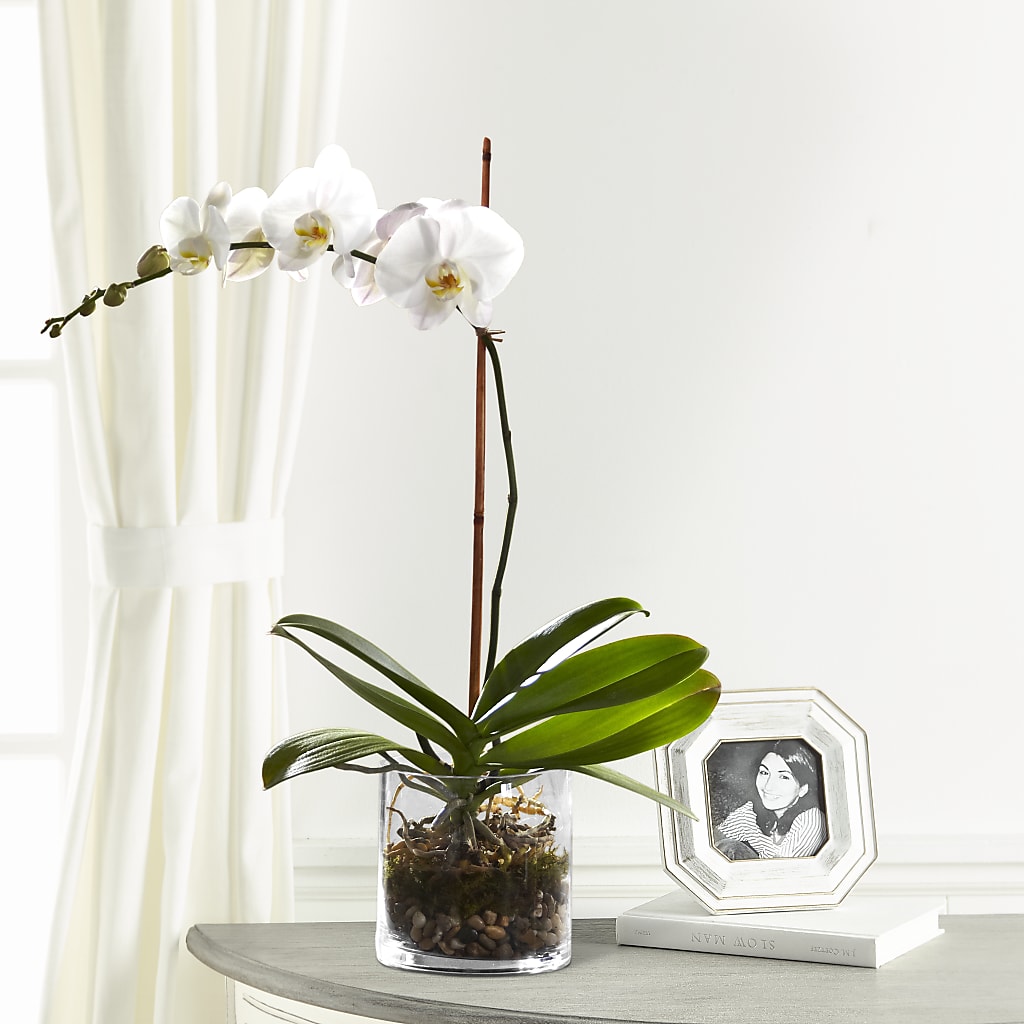 White Orchid Planter –  Balloon Creations By Maria And Flower, Wilmington DE