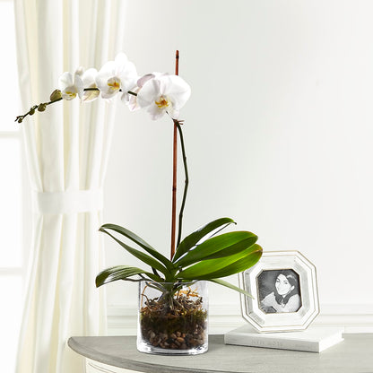 White Orchid Planter –  Balloon Creations By Maria And Flower, Wilmington DE